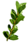 gałązka, bukszpan, liść, - zadarmo png animovaný GIF