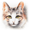 cat katze milla1959 - ücretsiz png animasyonlu GIF