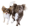 Chihuahua - darmowe png animowany gif