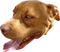 Tete chien - ingyenes png animált GIF