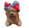 Yorkie Dog Puppy Bow - GIF animado grátis Gif Animado