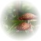 champignon - zdarma png animovaný GIF