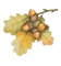 Herbst, Eichenblatt, Eicheln, Autumn - безплатен png анимиран GIF