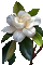 white flower - Nemokamas animacinis gif animuotas GIF