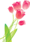 red tulips Bb2 - png gratis GIF animasi