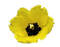желтый тюльпан - gratis png animeret GIF