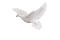 white dove animation