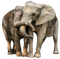 elephant bp - zdarma png animovaný GIF