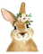 nbl-rabbit