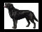 dog - 無料のアニメーション GIF