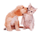 dog and cat milla1959 - Free PNG Animated GIF