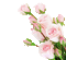 Fleurs.Roses-Rosas.Pink.Victoriabea - GIF animé gratuit GIF animé