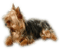 chien - бесплатно png анимированный гифка