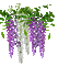 wisteria - Gratis geanimeerde GIF geanimeerde GIF