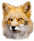 Fox - bezmaksas png animēts GIF