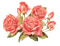 rosas transparente dubravka4