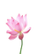 Lotus - png gratis GIF animasi
