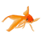 Kaz_Creations Fish - gratis png geanimeerde GIF