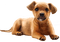 Dog. Leila - 免费PNG 动画 GIF