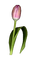 Flowers Tulips - бесплатно png анимированный гифка