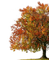 autumn trees bp - бесплатно png анимированный гифка