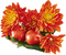 Orange.Fleurs.Flowers.Fruit.Victoriabea - Free PNG Animated GIF