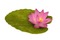 chantalmi fleur rose nénuphar - Free PNG Animated GIF