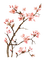 spring flowers - darmowe png animowany gif
