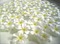flores blancas - PNG gratuit GIF animé