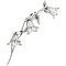 white bell flowers - Free PNG Animated GIF