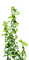 plant ivy sunshine3 - бесплатно png анимированный гифка