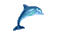 Dolphin Dolphins Fish Gif Jitter.Bug.girl - GIF animé gratuit GIF animé