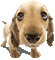 chien mimi - GIF animé gratuit GIF animé
