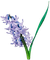 spring flower flowers_fleur fleurs_printemps_tube - 免费PNG 动画 GIF