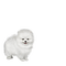 Pomeranian - png gratuito GIF animata
