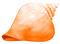 Seashell.Orange - png gratis GIF animasi