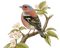 Vogel, Blüten - gratis png animerad GIF