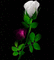 rose - Ingyenes animált GIF animált GIF