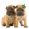 dog-chien-amis-animaux - PNG gratuit GIF animé