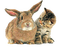 rabbit and cat by nataliplus - png gratuito GIF animata