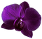 orchid Bb2 - PNG gratuit GIF animé