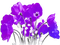 soave deco poppy border field spring flowers - 免费PNG 动画 GIF