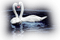 Kaz_Creations Animals  Birds Bird Swans - PNG gratuit GIF animé
