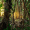 jungle milla1959 - Free animated GIF Animated GIF