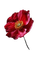 fleur - ingyenes png animált GIF