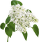 minou-flowers-white - PNG gratuit GIF animé