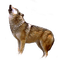 wolf - PNG gratuit GIF animé