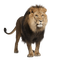 Animaux sauvages - gratis png geanimeerde GIF