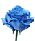 rose bleue - png grátis Gif Animado