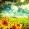 Background Sunflower Field - GIF animé gratuit GIF animé